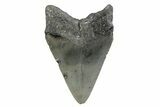Serrated, Fossil Megalodon Tooth - North Carolina #370221-1